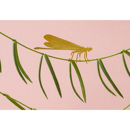 Planten diertje Damselfly