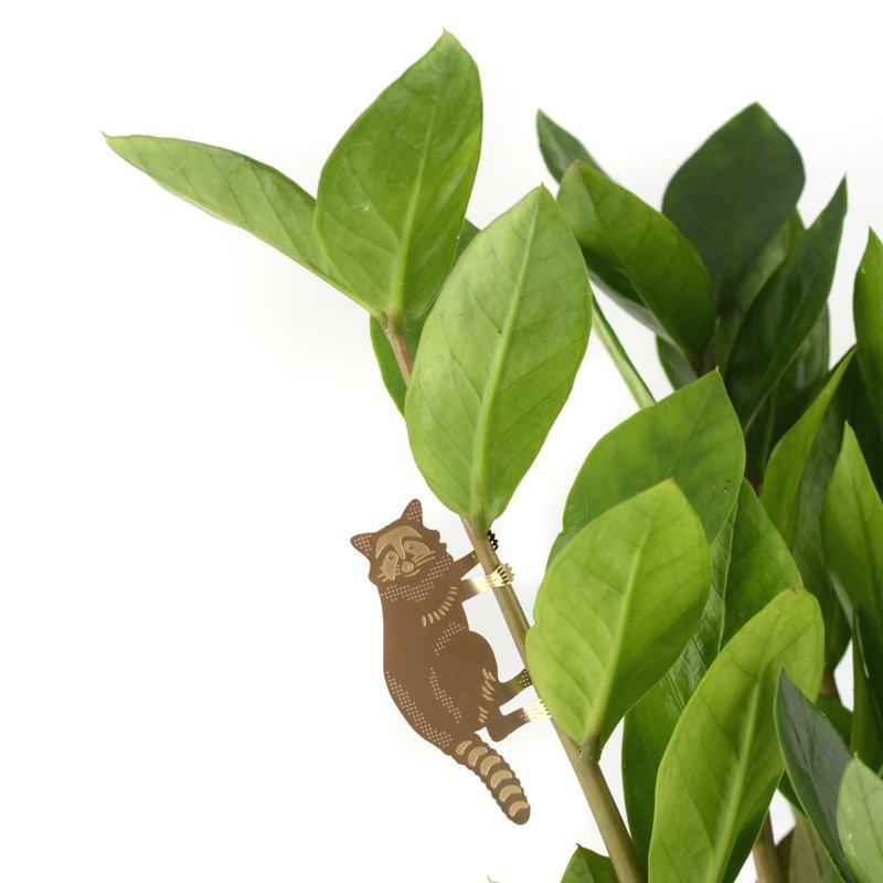 Planten diertje Wasbeer