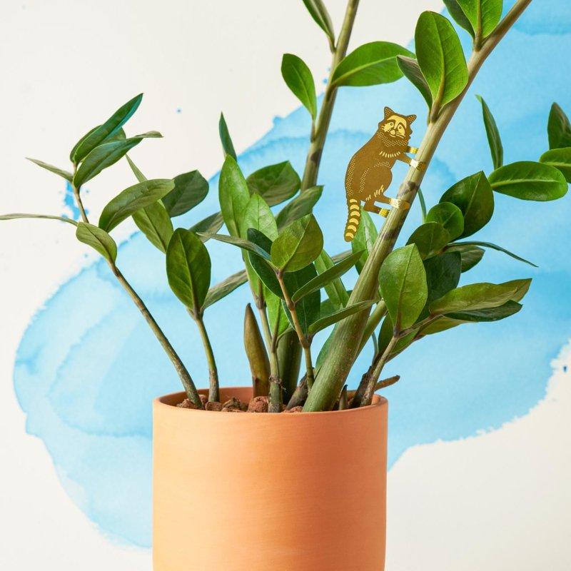 Planten diertje Wasbeer