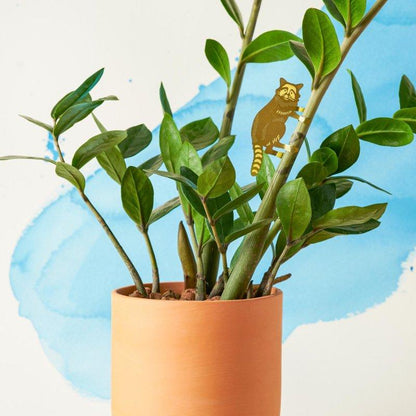 Planten diertje Wasbeer